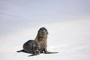 Gardner Bay, Espanola Island 087.jpg